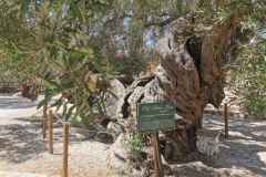 Zakynthos - Greece - 2025 - Foto: Ole Holbech