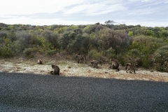 Cape of Good Hope - South Africa - 2001 - Foto: Ole Holbech