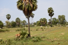 Siem Reap - Cambodia - 2015 - Foto: Ole Holbech