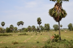 Siem Reap - Cambodia - 2015 - Foto: Ole Holbech